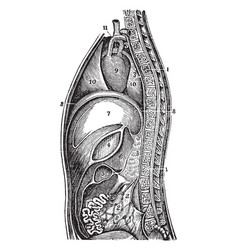 A Side View Of The Lacteals And Thoracic Duct