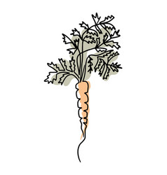 Retro One Line Drawing Of Carrot In Boho Style