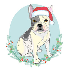 Portrait Of Cute French Bulldog In Red Christmas