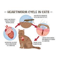 Heartworm Disease In Cats Editable