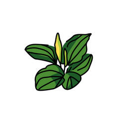 Plantain Plant Color Line Icon Pictogram For Web