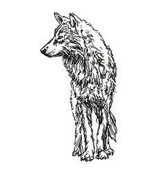 Wolf - Hand Drawn Black And White