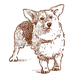 Hand Drawing Of Cute Corgi Dog