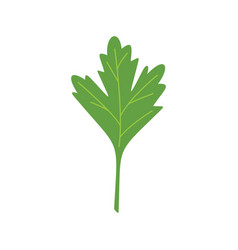 Parsley Dill Icon Flat Herb Leaf