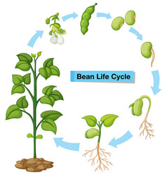 Diagram Showing Bean Life Cycle