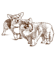 Hand Drawing Of Two Cute Corgi Dogs