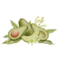 Avocado Watercolor Botanical Drawing