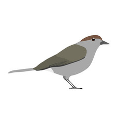 Sylvia Atricapilla - Eurasian Blackcap - Female