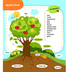 Education Vocabulary Apple Tree