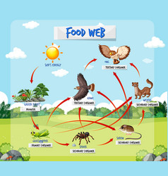 Diagram showing parts of spider Royalty Free Vector Image