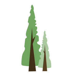 Tall Coniferous Trees With Green Needles Crown