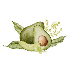 Avocado Watercolor Botanical