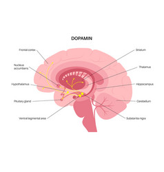 Dopamine Pathway Concept