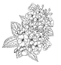 Primrose Flower Sketch Art Zen Doodle Tattoos