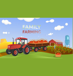 Red Tractor On A Family Farm Carries Tomatoes