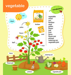 Education Vocabulary Vegetable