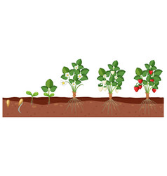 Set Of Strawberry Plant Growing Isolated