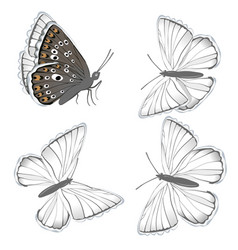 Set White Butterflies Lycaenidae Isolated