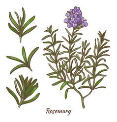 Rosemary Plant And Leaves In Hand Drawn Style