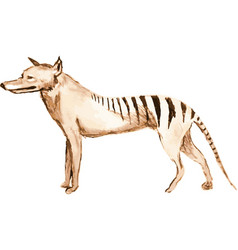 Tasmanian Tiger