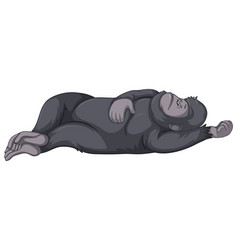 Gorilla Sleeping On White Background