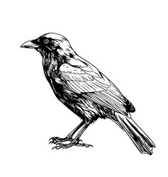 Raven Hand Drawing