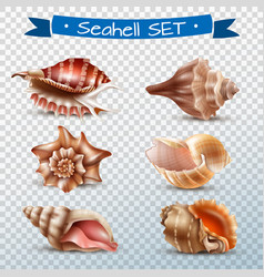 Seashell Transparent Set