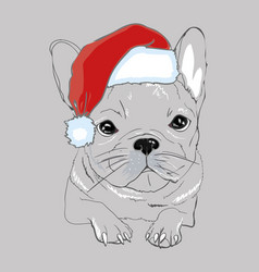 Portrait Of Cute French Bulldog In Red Christmas