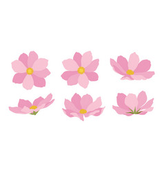 Set Of Pink Cosmos Blooming Flowers