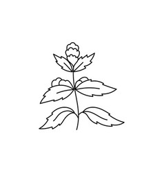 Mentha Plant Cooking Ingredient Line Icon