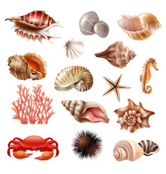 Seashell Realistic Set