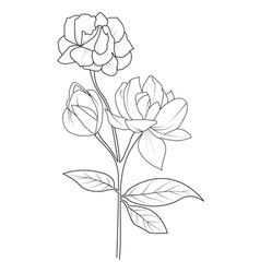 Realistic Jasmine Flower Pencil Drawing