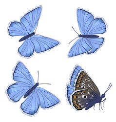 Set Blue Butterflies Lycaenidae Isolated