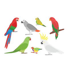 Parrot parrotry character and tropical bird Vector Image