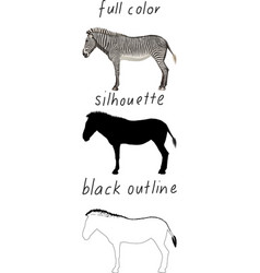 Set Of Zebra In Color Silhouette And Black