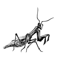 Engraving Hand Drawn Of Praying Mantis