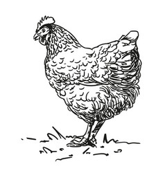 Hen - Farm Animal Black And White Hand Drawn