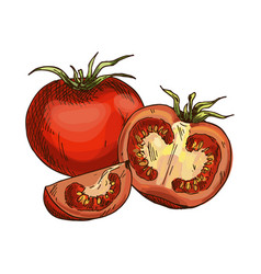 Hand Drawn Isolated Tomato