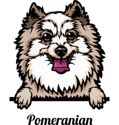 Pomeranian - Color Peeking Dogs Breed Face Head