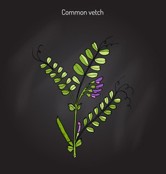 Vetch Vicia Sativa