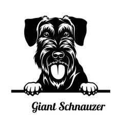 Peeking Dog - Giant Schnauzer Breed - Head