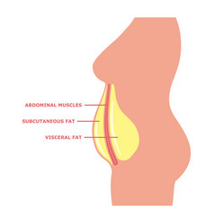 Visceral Fat On Female Body With Inscriptions