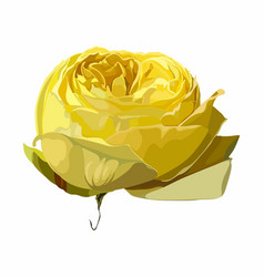 Rose Flower Yellow Garden Isolated