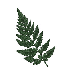 Fern Green Leaves Clipart Tropical Green Leaves