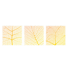 Leaf Vein Texture Abstract Background With Close