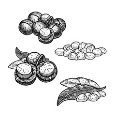 Hand Drawn Set Macadamia Nuts Huddles