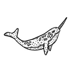 Narwhal Animal Coloring Page For Adults