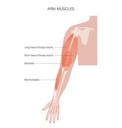 Muscular System Arms