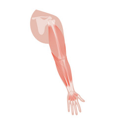 Muscular System Arms