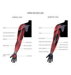 Muscular System Arms